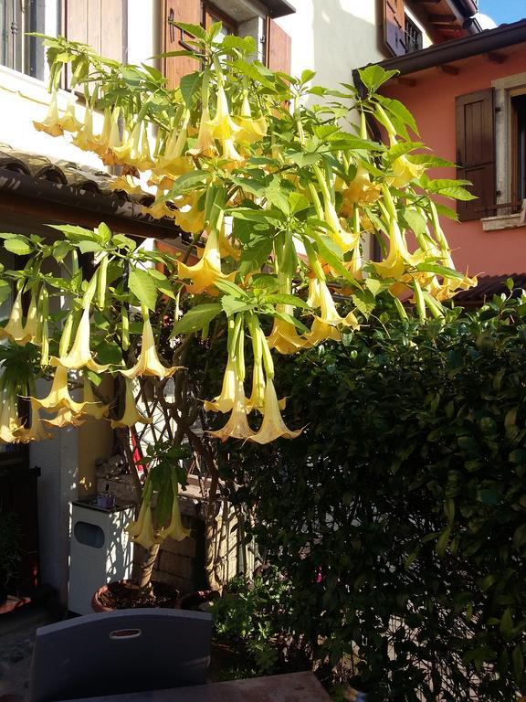 La Carbonara 6 Bed and Breakfast Bardolino Eksteriør billede